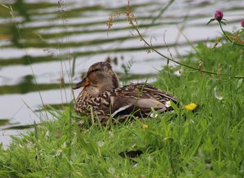 Duck resting on the canal