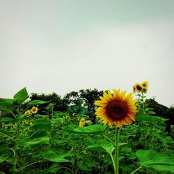 Close-up of yellow flowers blooming in field