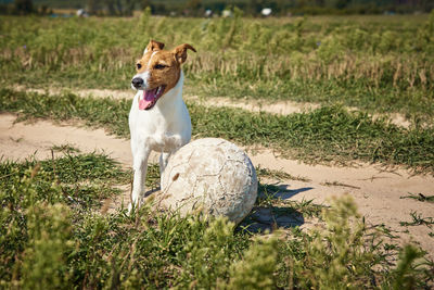 Dog looking away on field