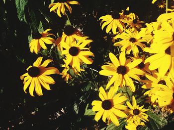 High angle view of yellow flowering plants on field