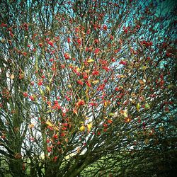 Low angle view of tree branches