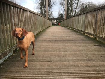 Portrait of dog on footbridge against sky