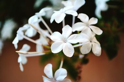 Close-up of white flowers