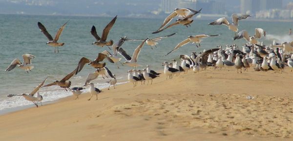 Seagulls flying over lake against sky