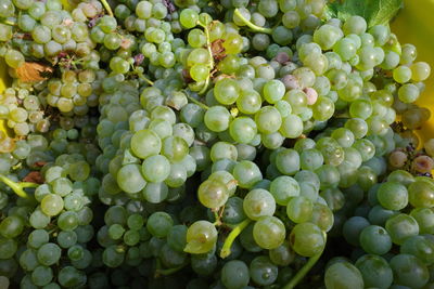 Full frame shot of grapes