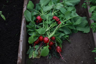 High angle view of radishes laying on the ground 