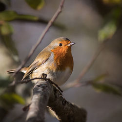 Close-up of bird perching on twig