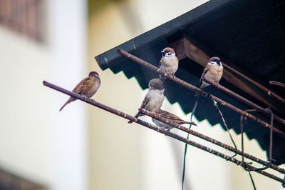 Low angle view of birds perching on rod