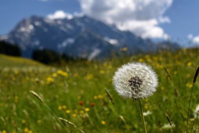 Close-up of dandelion flower on field