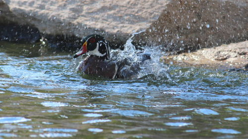 Bird swimming in lake