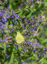 Close-up of purple flowering plants