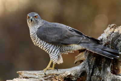 Close-up of bird perching on branch