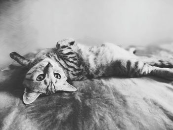 Cat lying on bed