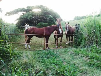 Horse on field against sky