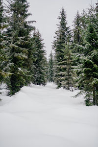 Pine trees on snow covered land against sky