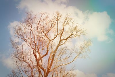 Low angle view of bare tree against sky