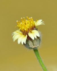 Close-up of fresh yellow flower against orange background