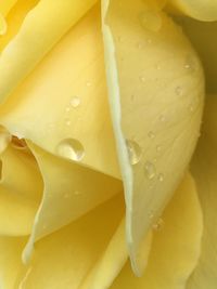 Full frame shot of yellow flower