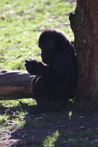 Black cat sitting on land