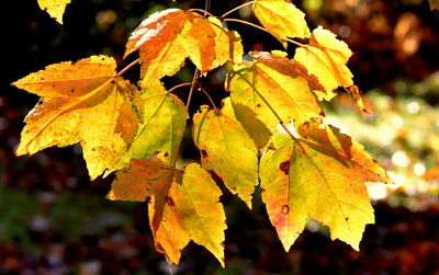 Close-up of yellow maple leaves