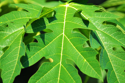 Full frame shot of maple leaf