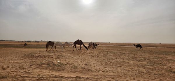 Camel grazing. some camels grazing in the wild in al bandariyah, al qassim province, saudi arabia