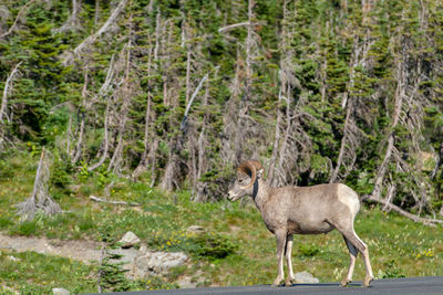 Big horn sheep - glacier national park