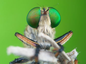 Close-up of fly on leaf