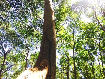 Low angle view of trees