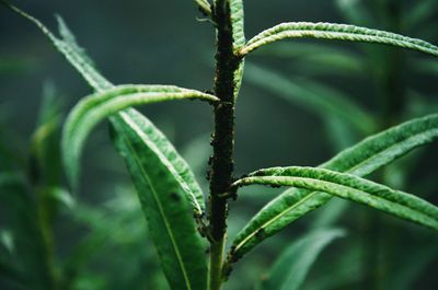 Close-up of leaves