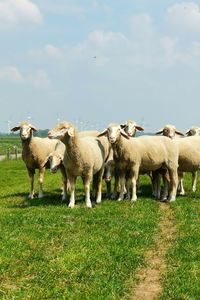 Sheep in a field