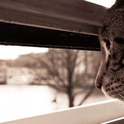 Close-up of cat against blurred background