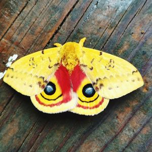 Close-up of butterfly on wood