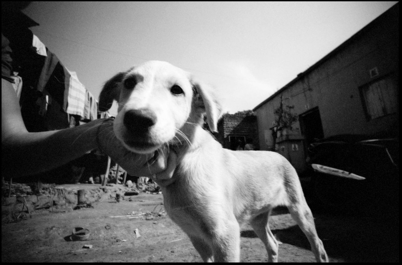 Life in a village in Maharashtra Analogue Photography Goat India Indian Bread Making Indian Gods Indian Hut Maharashtra Samsherpur Stove Travel Black And White Do More Documentary Dog Dog Life Dog Petting Grain Indian Bread Kitchen Simple Life Village Village Life