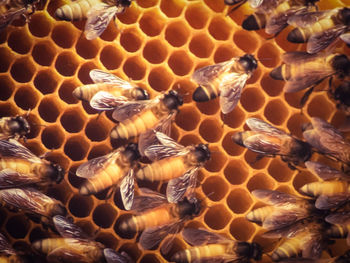Close-up of bee on the floor