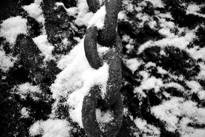 Close-up of snow on tree