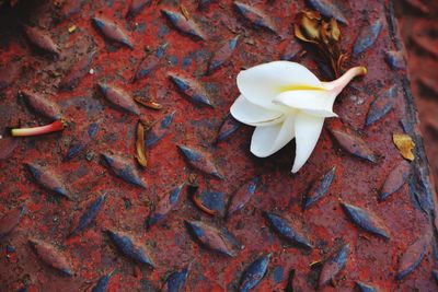 High angle view of white flowering plant