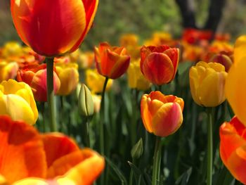 Close-up of tulips in bloom