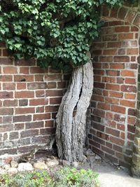 Tree by brick wall against building