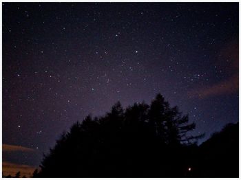 Low angle view of silhouette trees against sky at night