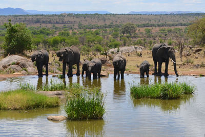 Elephant family visits a serengeti watering hole.