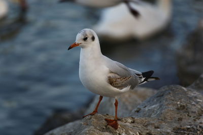 Close-up of seagull perching on rock