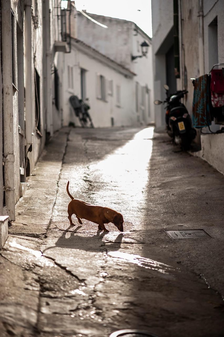 VIEW OF DOG IN ALLEY