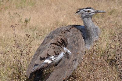 Side view of a bird on field