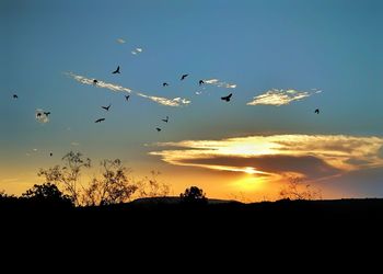 Silhouette birds flying in sky during sunset