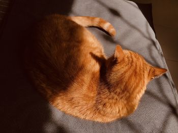Lazy ginger cat sleeping on a couch pillow in sunlight 