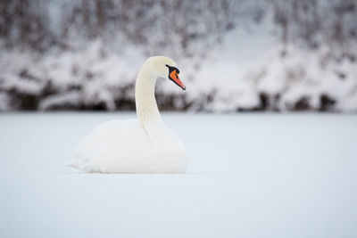 Close-up of swan in snow