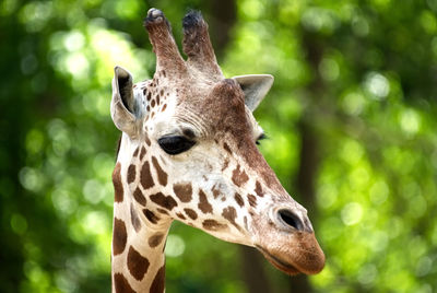 Close-up of a giraffe