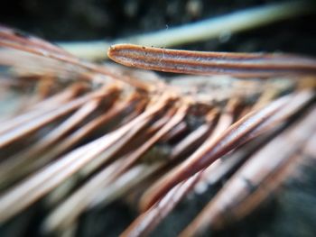 Close up of leaf