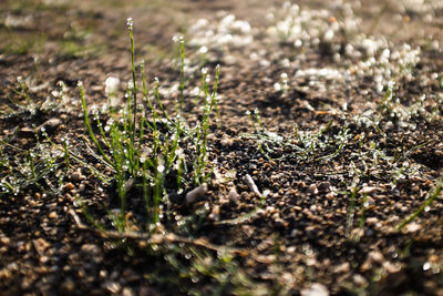 Close-up of plant growing on field